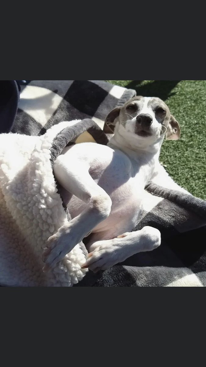 RachaelB100's tweet photo. LILY Sadly still #Missing
She needs our help Twitter! Pls wherever in the World share for her 🙏 
It’s just too unbearable for her owner who tirelessly tries to find her. We’re a world United It takes one share! 
#BringLilyHome
#ComeHomeLily #Huntsville #Madison #Alabama #USA https://t.co/MwOd0ZKxrx