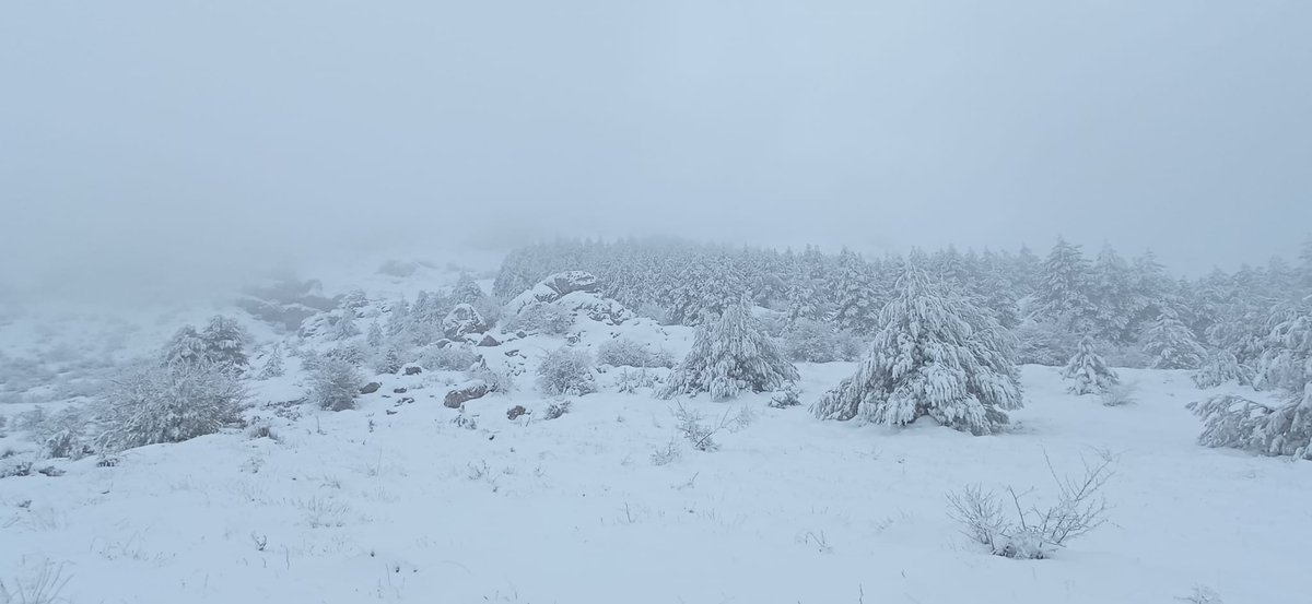 ¡A tope de #nieve! Hay puntos con más de 40 cm de espesor. Esta mañana (10/02/2023), ruta por la #SierraDeAitana (#Alicante), en el entorno del Passet de la Rabosa, a una altitud de unos 1460 msnm. Imágenes: <a href="/alonsosr101/">alonso sanchez rico</a>.