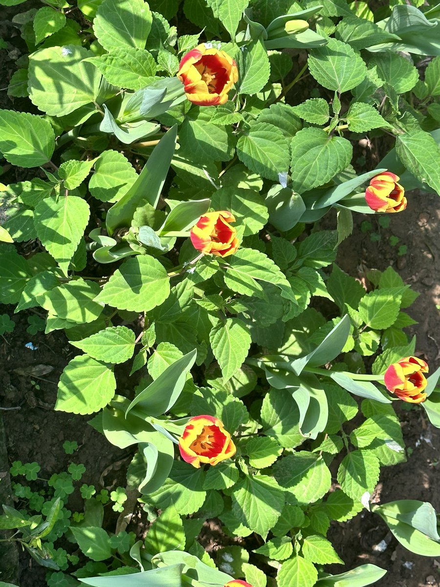 ashishbadshah's tweet image. #SpringWalks in #Delhi