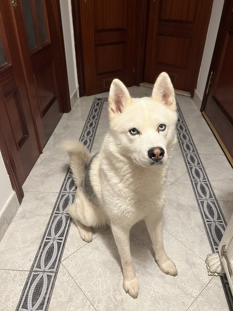ccm19_'s tweet photo. @nilojeda El perro Ferxxo os quiere ❤️ https://t.co/HJxzGwqTN4
