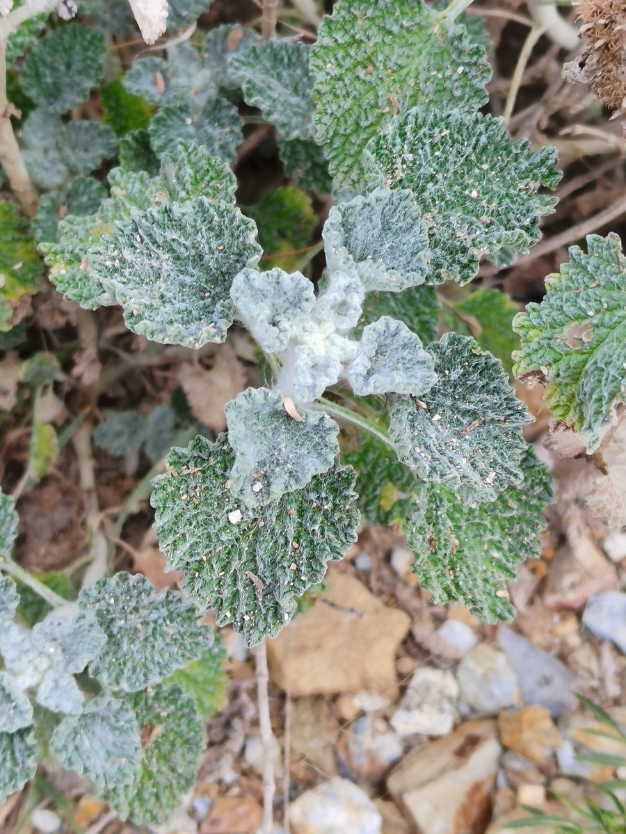 الزقوم 
الفصيلة الشفوية
Marrubium vulgare
منابته المزارع والطرقات وقرب البيوت المهجورة .
متوسط ارتفاعه 50سم يتفرع من جذر واحد , الأوراق بيضاوية مجعدة ومتقابله, الأزهار تشكل حلقه فوق الأوراق محاطة بشعيرات دقيقة.
نبات طبي يدخل في علاج الكبد والصفاروالجروح مضاد للفطريات والطفيليات..