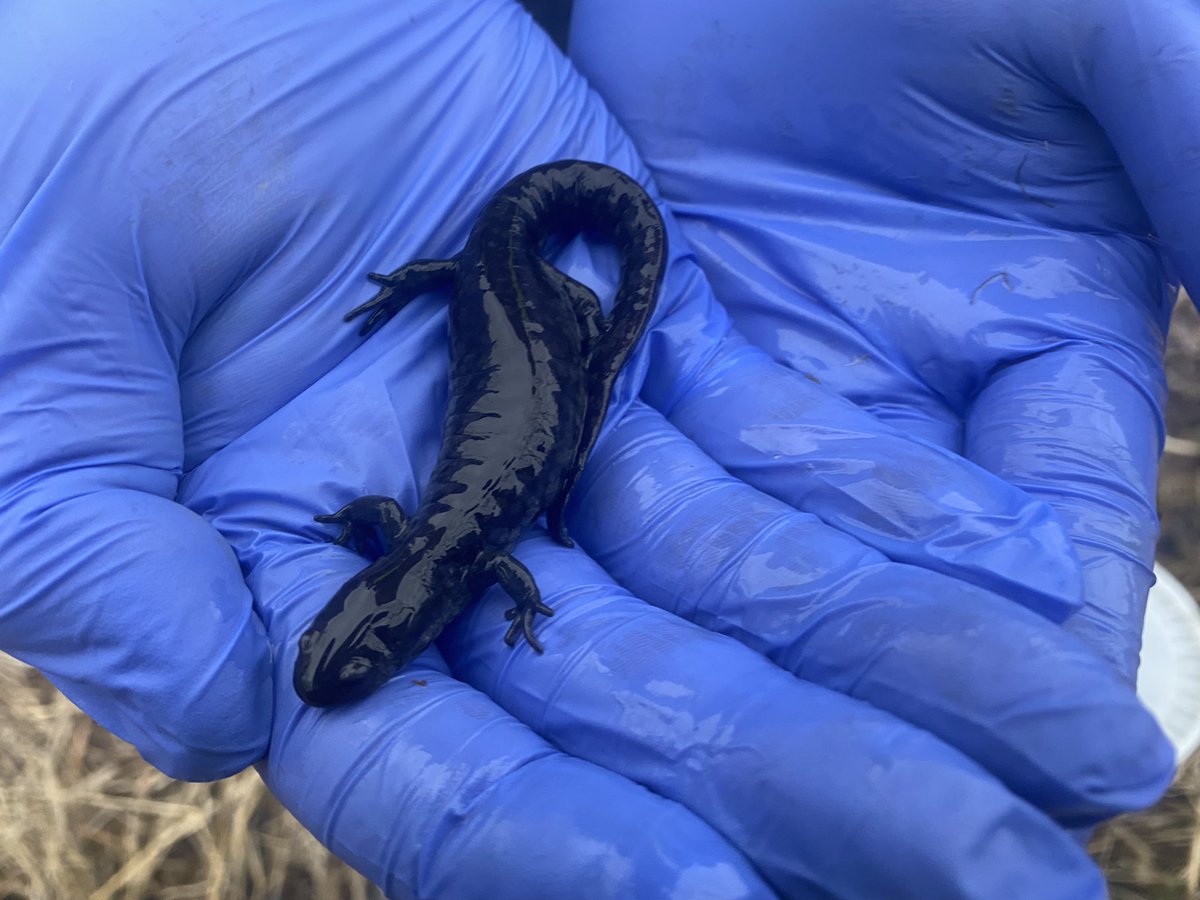 Dr. Cassie Thompson tweet media