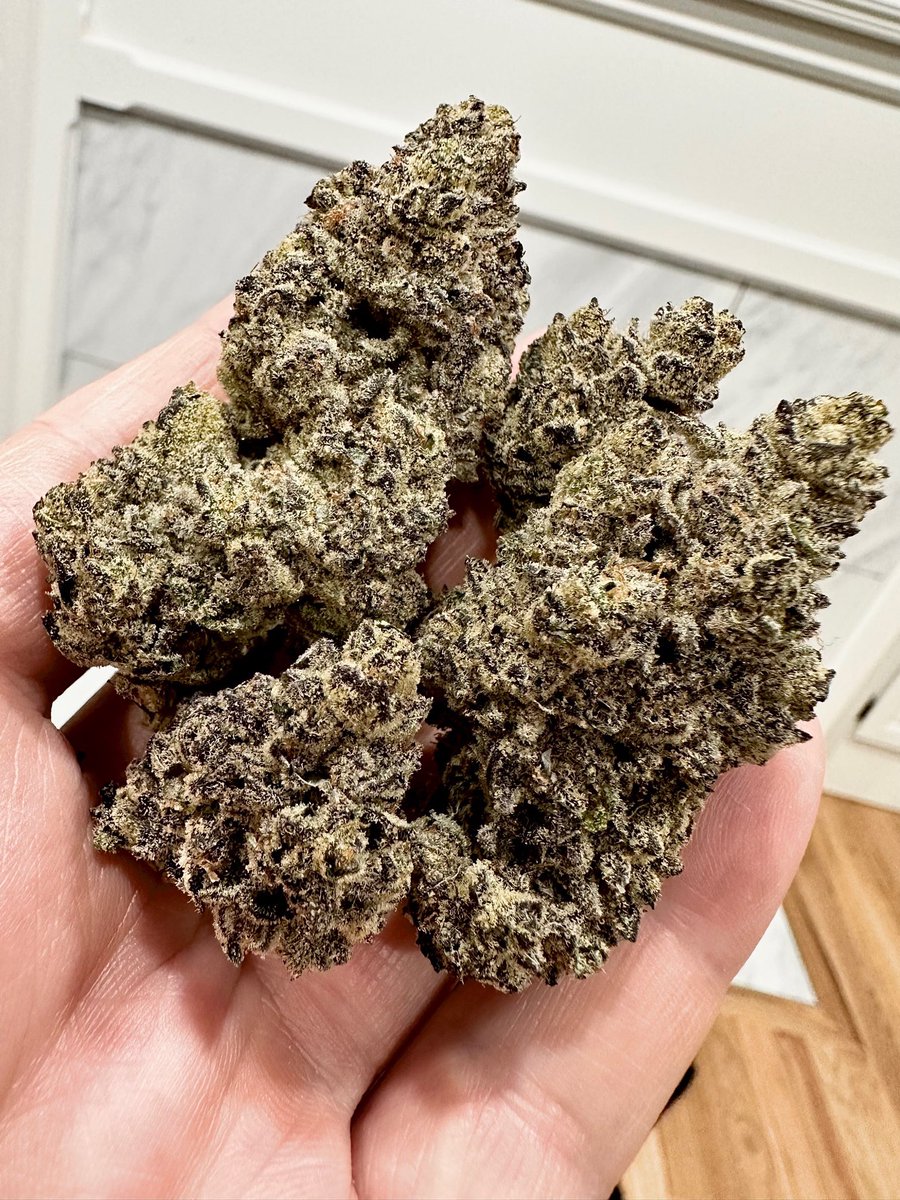exoticgenetix's tweet photo. The weekend is here folks, let’s do a GIVEAWAY! This round is for a pack of Primetime seeds, available now on https://t.co/5WijyxTR5F! 

🚨Rules~

• Follow @exoticgenetix 

• Tag 3 friends 

• Like + Retweet

🎉 Winner announced in 48 hours! Good luck!🤙🏼#exoticgenetix https://t.co/ZXfLrpCmrm