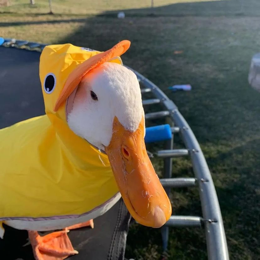 why you should have a duck 🦆 on Twitter: "Duck in a duck costume 🐥
