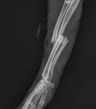emmamilnethevet's tweet photo. This morning I wrote my next ethics article for #RabbitingOn magazine. I'll leave you with the final thought from the article - "Fundamentally, as carers for our pets, we need to remember to make choices for them, not us. And that’s often the hardest thing we ever have to do." https://t.co/CAznJzOvhh