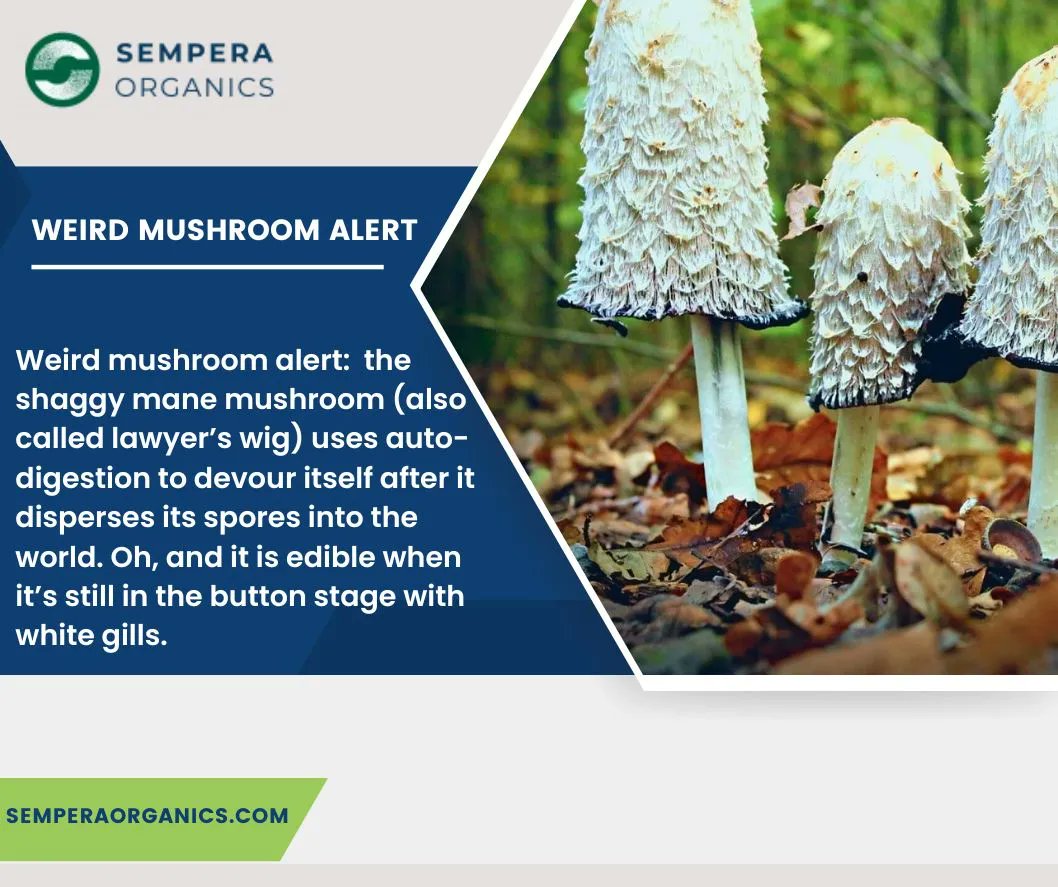 The shaggy mane mushroom (also called lawyer’s wig) uses auto-digestion to devour itself after it disperses its spores into the world. 

#mushroom #shaggymanemushroom #lawyerswig #digestion #autodigestion #world #mushroomfacts #weird #mushroombenefits #semeperaorganics