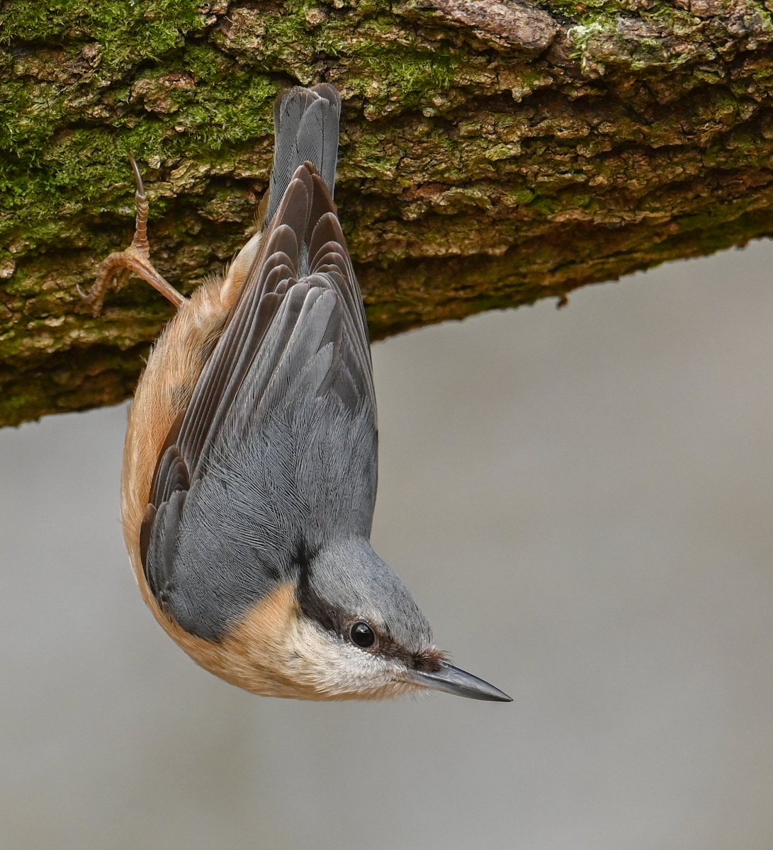 Caught in a split second 🥰
A busy little Nuthatch flitting among the trees ❤️ A great time spent among nature 🐦 #nuthatch #birds #bird #birdwatching #birdconservation #bbccountryfilemagpotd #BBCWildlifePOTD