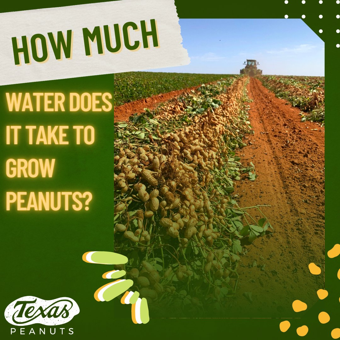 Did you know that peanuts require less water than other nuts? During kernel development, peanuts need approximately 1.5 to 2 inches of water per week. It only takes 3.2 gallons to grow an ounce of peanuts; those numbers are impressive compared to other nuts.

#TexasPeanuts