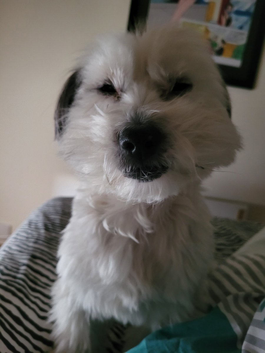 DocKimWilder's tweet photo. @backerman150 I may be late, but here's Snoopy. He hates Mondays.

Hope you're feeling better. https://t.co/8PsTJS8SSe