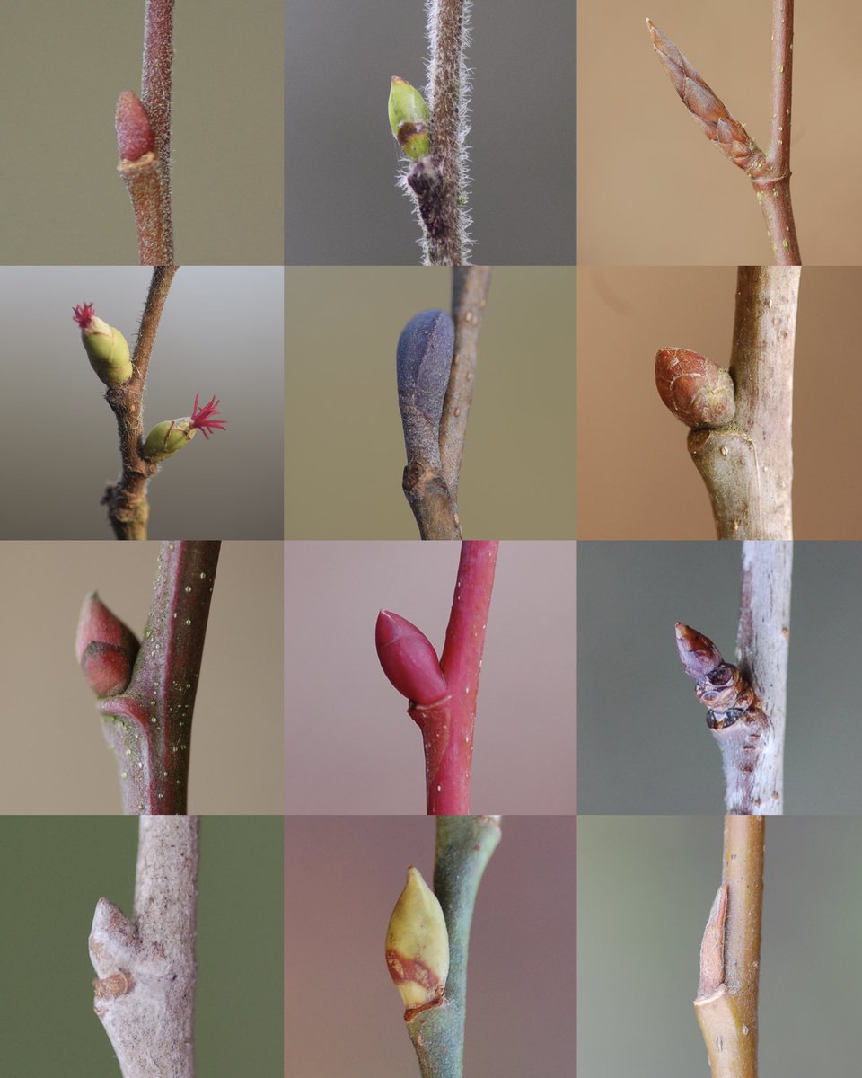 The trees are getting ready to perform one of nature’s greatest magic tricks 🪄🤹🏼 Their leaf buds are tiny bundles of colour, all packed full of the promise of spring, and a wonderful source of winter joy 🙏

IDs below!