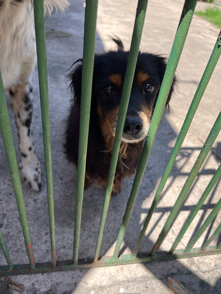 ornearmella's tweet photo. Están en adopcion responsable debido a q la dueña de la casa donde vivían fallecio y estan por dejarlas en la calle. Tienen aprox 4 años, son muy cariñosos y se llevan bien con otros perros. La dálmata es hembra, 
el negrito es macho y sordito 🥺😞
ig: @ornearmella @conti_armella https://t.co/01ePzXcqME