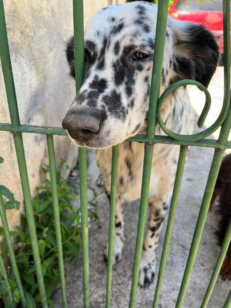 ornearmella's tweet photo. Están en adopcion responsable debido a q la dueña de la casa donde vivían fallecio y estan por dejarlas en la calle. Tienen aprox 4 años, son muy cariñosos y se llevan bien con otros perros. La dálmata es hembra, 
el negrito es macho y sordito 🥺😞
ig: @ornearmella @conti_armella https://t.co/01ePzXcqME