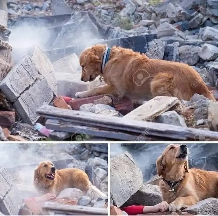 TilahunWabe's tweet photo. A hero😭🥺❤️ https://t.co/DeznK0mSix