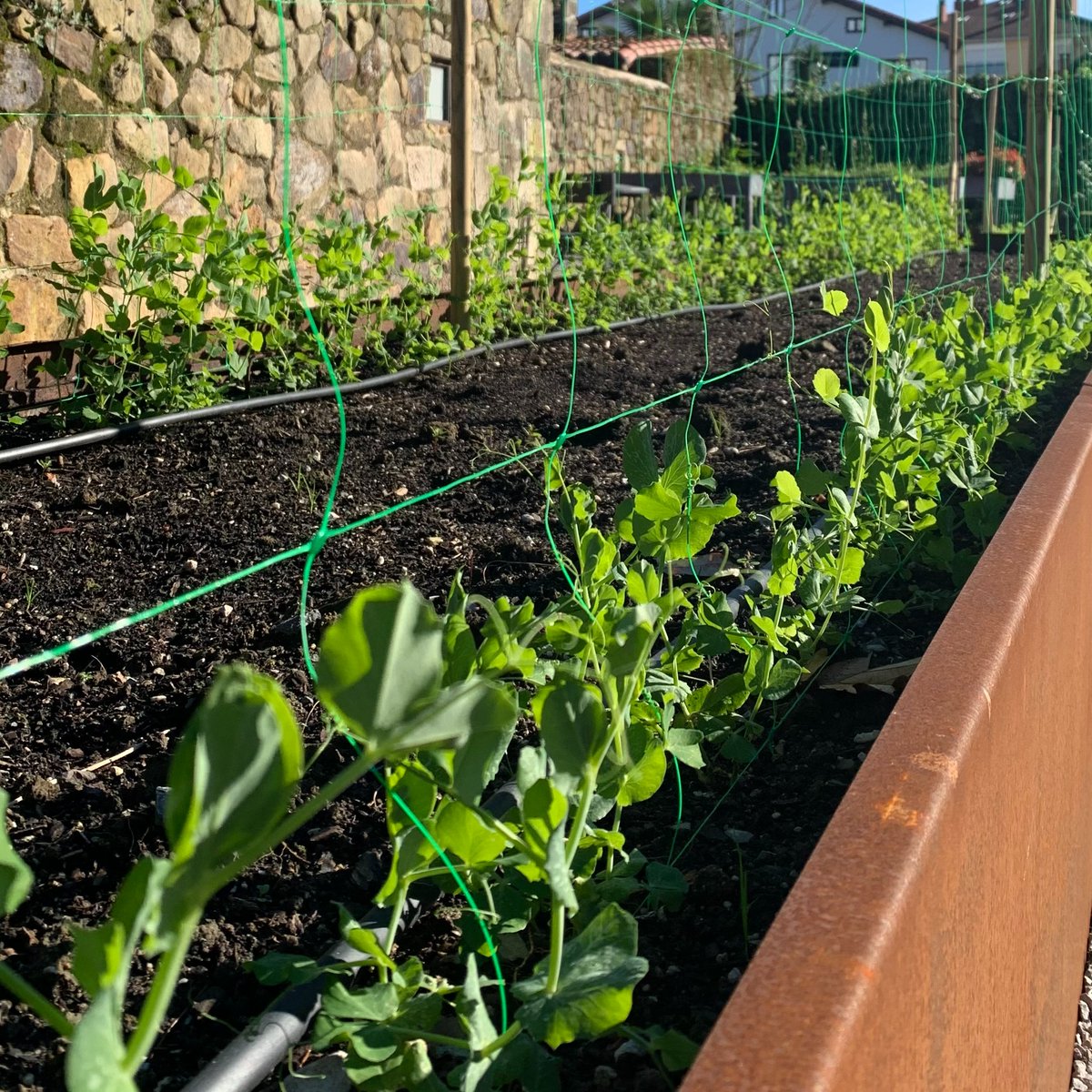 Aquí os presentamos los guisantes lágrima de nuestro huerto, que estarán en su mejor momento para la apertura. ¿Qué receta harías con ellos? 🌱