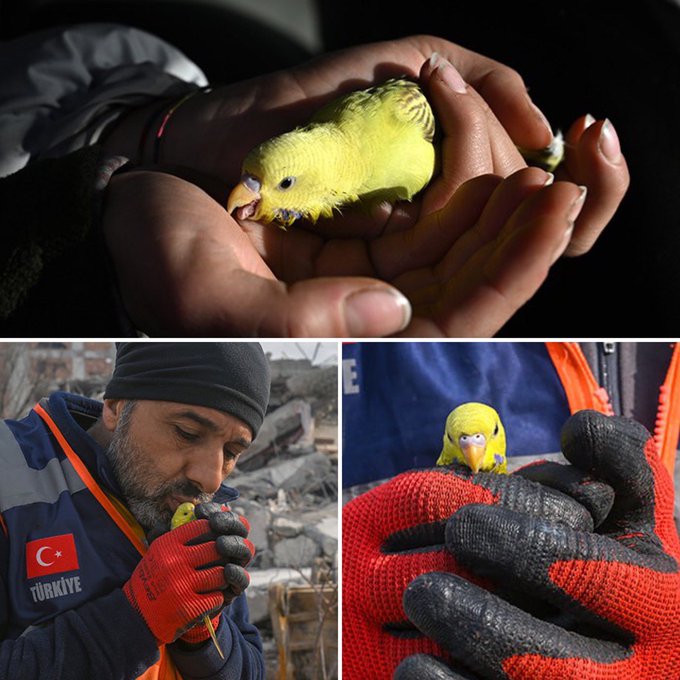 In Turkey, budgies are popular pets, and many families have lost everything, including their beloved feathered friends, in the earthquake.