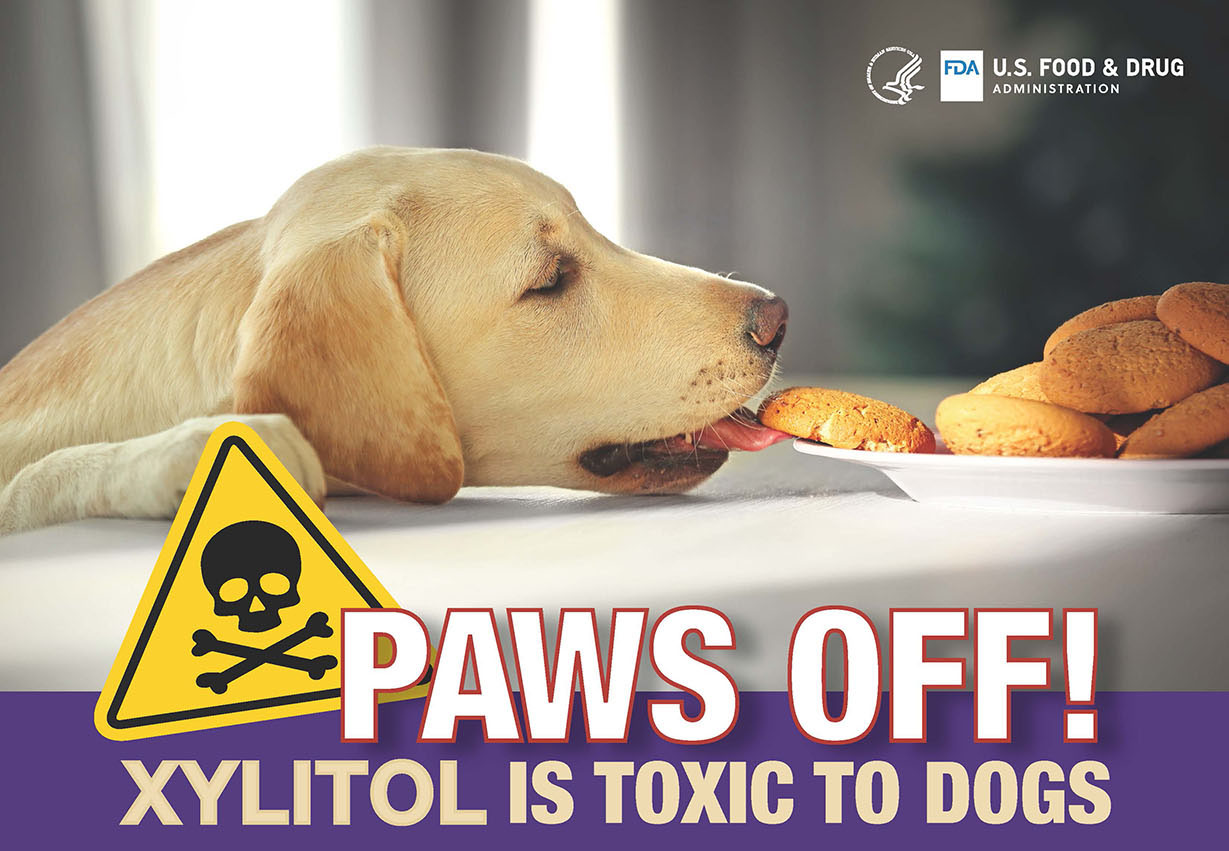 Why Is Xylitol Toxic To Dogs And Not Humans