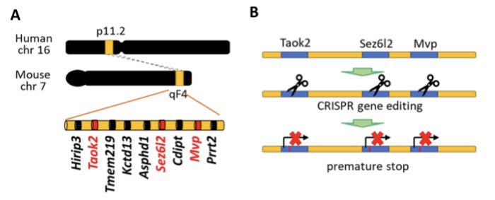 jockschat's tweet photo. Copy number variations (CNVs) spam over multiple genes, but which of these genes actually contribute to phenotypes? In our new preprint, we dissect the 16p11 region and demonstrate that 3 genes are sufficient to phenocopy sex-specific phenotypes w/ @TedAbelneuro https://t.co/DwpiGORvTm