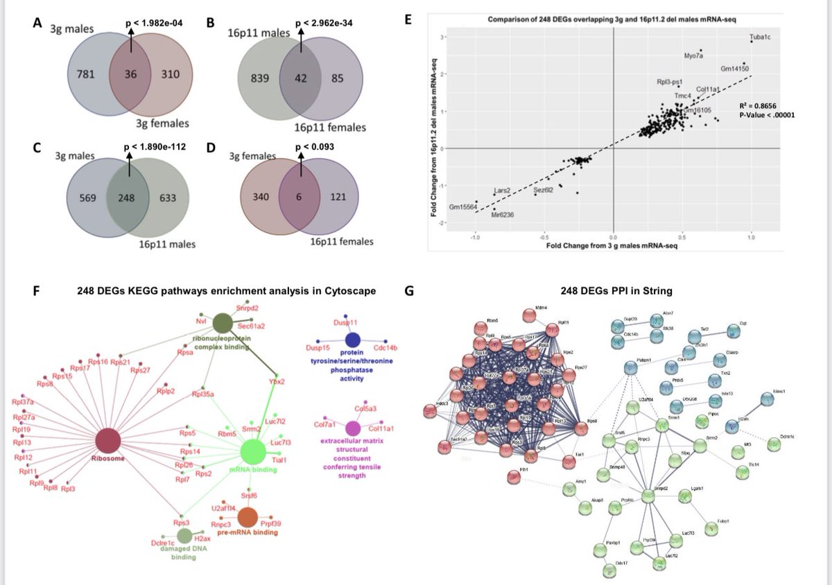 jockschat's tweet photo. Copy number variations (CNVs) spam over multiple genes, but which of these genes actually contribute to phenotypes? In our new preprint, we dissect the 16p11 region and demonstrate that 3 genes are sufficient to phenocopy sex-specific phenotypes w/ @TedAbelneuro https://t.co/DwpiGORvTm
