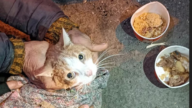 milliyet's tweet photo. #Diyarbakır’da, depremde yıkılan Galeria Sitesi’ndeki 8 katlı apartmanın enkazında 72’nci saatte ‘Neva’ isimli kedi canlı kurtarıldı

https://t.co/SPnu6NwfQy https://t.co/Yt7TdSE30Q