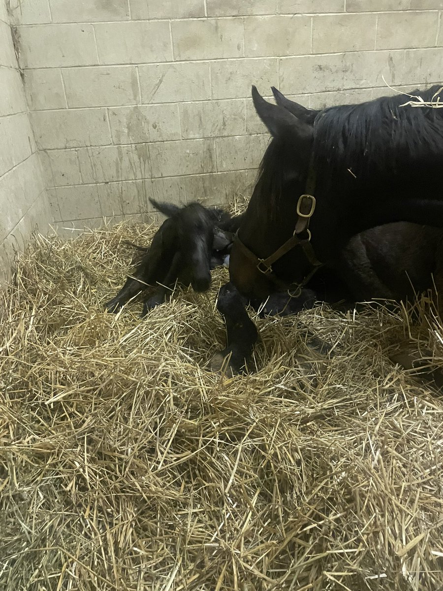 phillips_farm's tweet photo. We are flat pumped to welcome our second foal to the farm, a big , correct filly by Mitole o/o of our mare Sophie Antoinette by Lemon Drop Kid. We couldn’t be more excited about this cross as we have another Mitole filly in training!#UNBRIDLEDPASSION https://t.co/YYs0Wd7N91