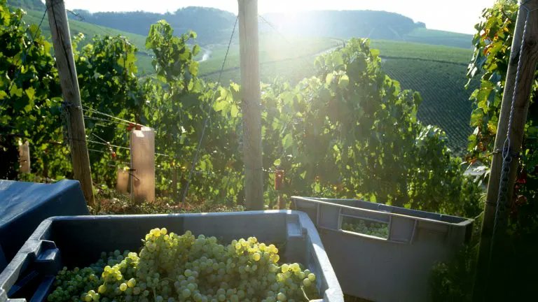How William Fèvre’s Latest Vintage Overcame the Challenges of 2020, <a href="/SevenFiftyDaily/">SevenFifty Daily</a> buff.ly/3Igu7zL @williamfevre_ #Chablis