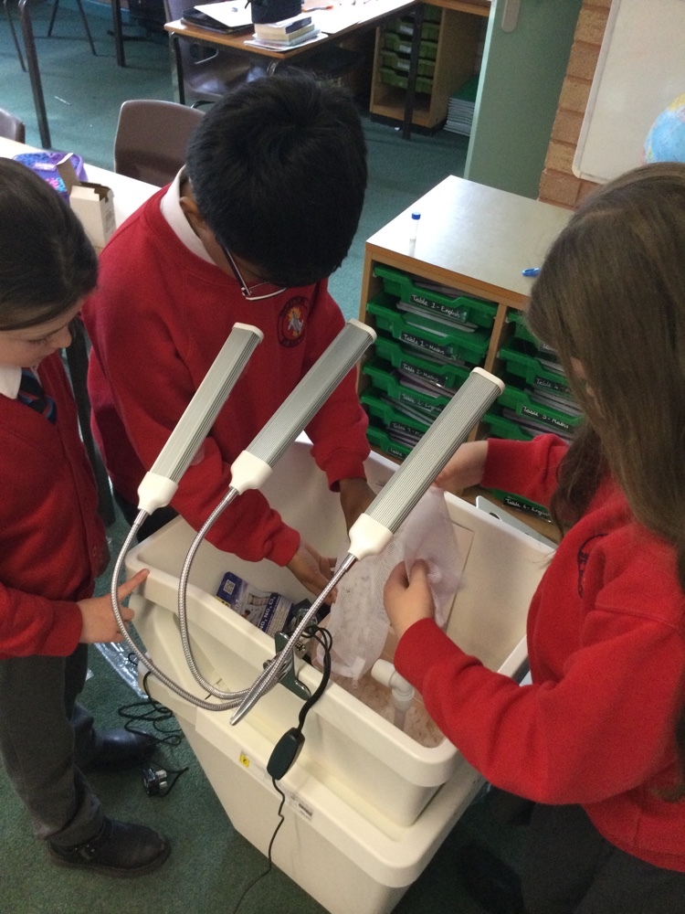 StrettonStMatts's tweet photo. The Eco Council loved putting together our aquaponic system and learning about how it works. We can’t wait to grow our very own zero waste foods and learn more about sustainability. @FarmUrbanUK #ssmeco #ssmgeography #ssm https://t.co/bJPnDM5LYh
