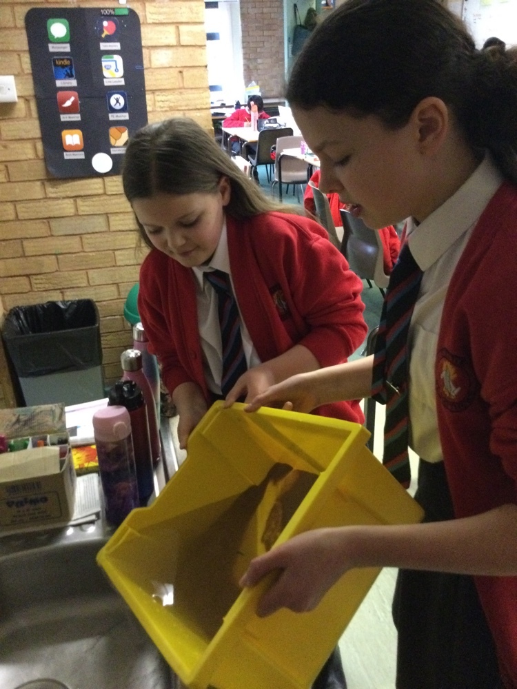 StrettonStMatts's tweet photo. The Eco Council loved putting together our aquaponic system and learning about how it works. We can’t wait to grow our very own zero waste foods and learn more about sustainability. @FarmUrbanUK #ssmeco #ssmgeography #ssm https://t.co/bJPnDM5LYh