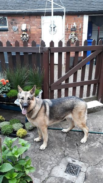 Ella is 4yrs old and she needs a new home as her owners are emigrating, Ella is a fantastic girl who can live with older kids and will fit in to most homes 
#dogs #germanshepherd #BurtonOnTrent 
gsrelite.co.uk/ella-6/