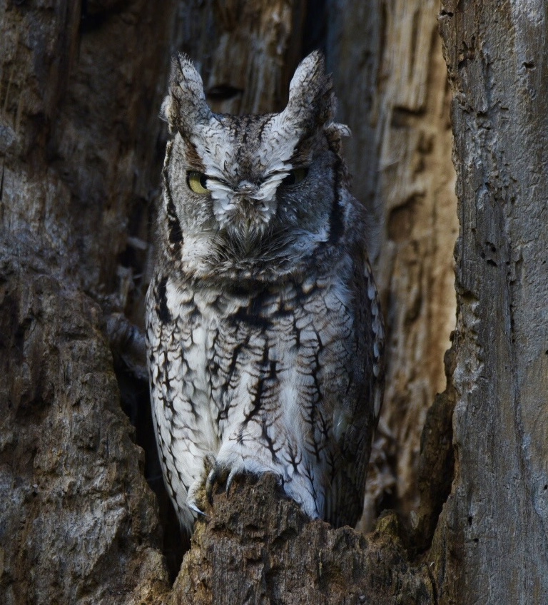 Eastern Screech Owl @NatGeo @NatGeoPhotos @NatureCanada @NCC_CNC @NatGeoMag #screechowl #OWL2023