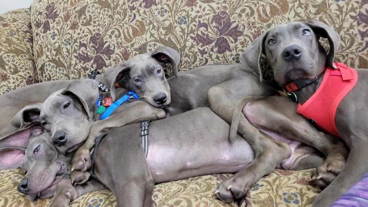 We've got six puppies that need your help! #wbcrdogs #blono #adoptdontshop #rescueworks conta.cc/3DZ1nJf