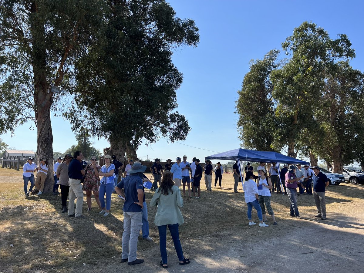 INASE_UY's tweet photo. 🌽 Un año más, la genética a simple vista: ¡arrancamos! 
Recorremos los ensayos de #maíz grano y silo con riego y en secano 
Riego: rindes similares a la zafra anterior 
Secano: interesante evaluar la adaptabilidad de algunos #cultivares en secano en estas condiciones extremas https://t.co/ikeQ5IYj8d
