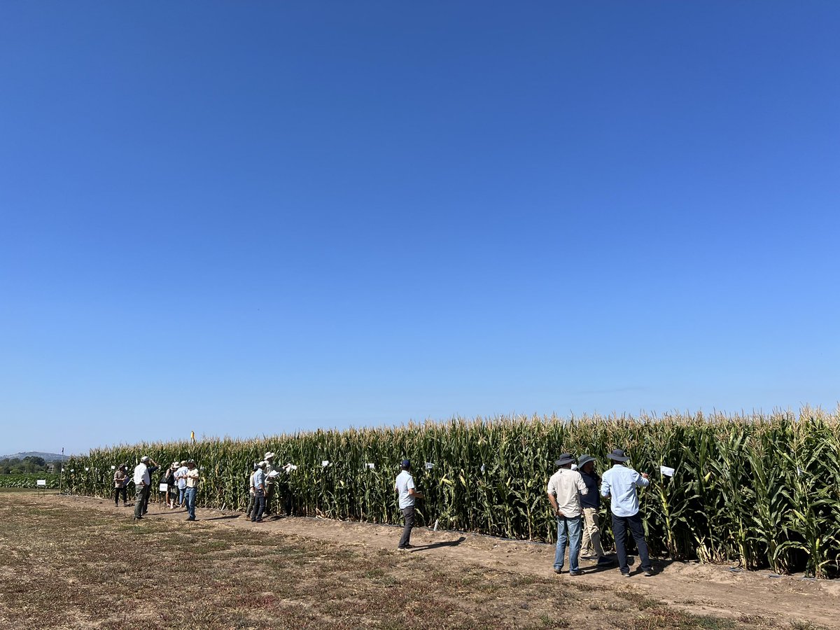 INASE_UY's tweet photo. 🌽 Un año más, la genética a simple vista: ¡arrancamos! 
Recorremos los ensayos de #maíz grano y silo con riego y en secano 
Riego: rindes similares a la zafra anterior 
Secano: interesante evaluar la adaptabilidad de algunos #cultivares en secano en estas condiciones extremas https://t.co/ikeQ5IYj8d