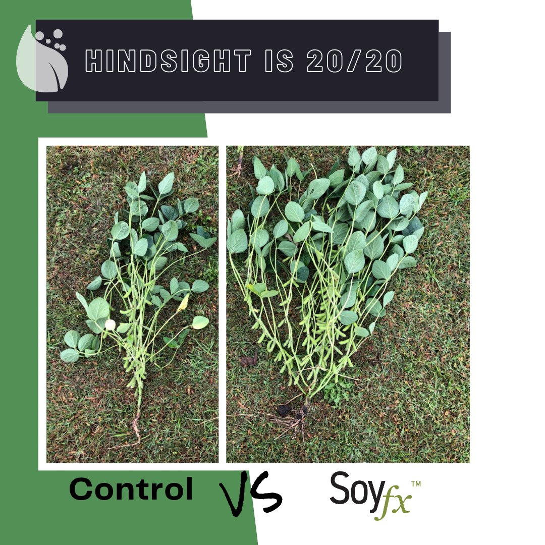 YieldMasterSol's tweet photo. Hindsight is indeed 20/20, but don't let that be the case this year! Look at this increase of branching per plant we captured from using #Soyfx on #Soybeans.

To learn more about #Soyfx, visit https://t.co/i45VHusiyj.
.
.
#YieldMasterSolutions #YMS #Crops #Farming #Agriculture https://t.co/oCCrIHrSmR