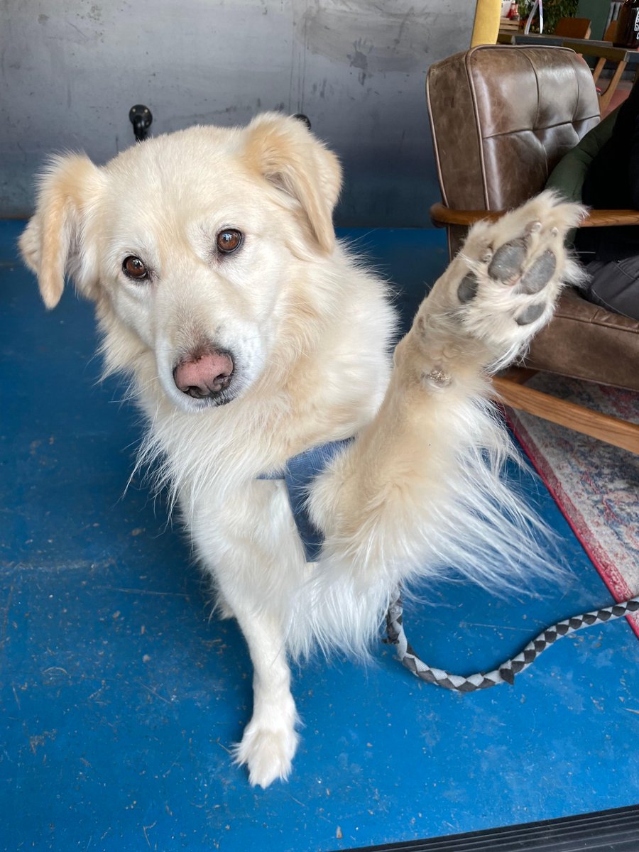 Who’s ready for the weekend? Thomas is! How about you? 🐾

#brewdogbristolharbourside #thomas #dogfriendlybar #doginsta #dog