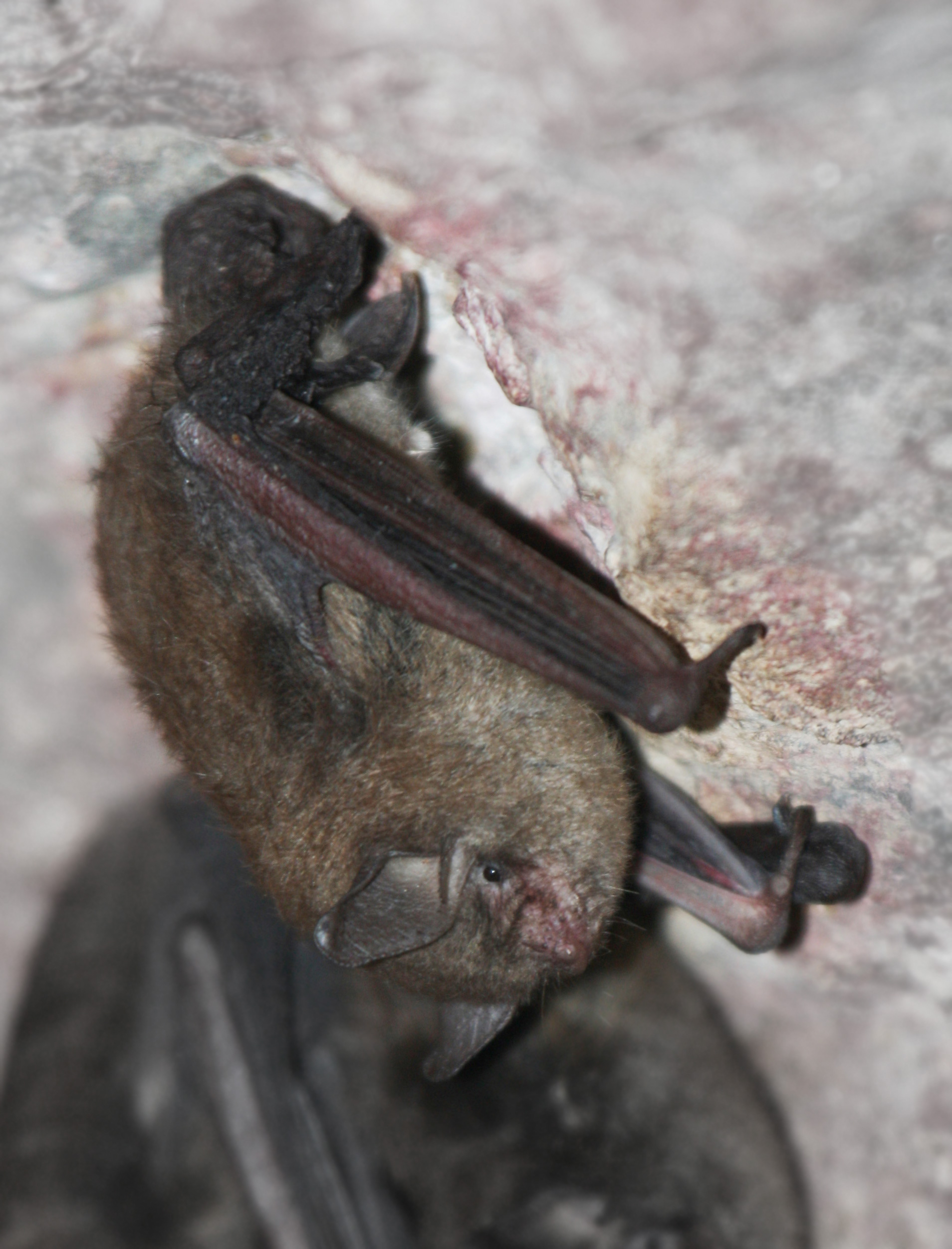 Griffin Goza on Twitter "RT USFWS Hey, it's me, back with another