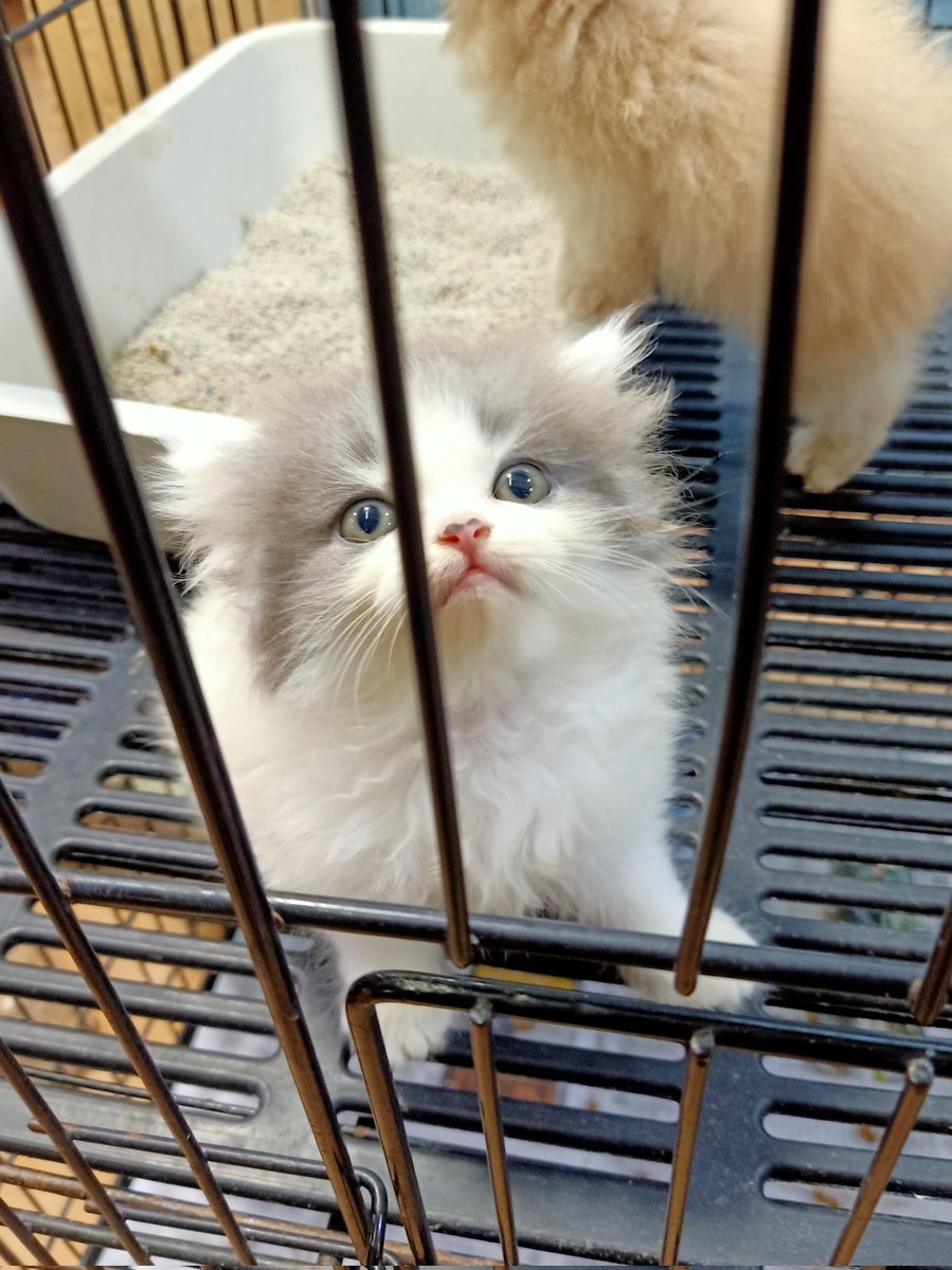 ,พลูตะวัน tweet media