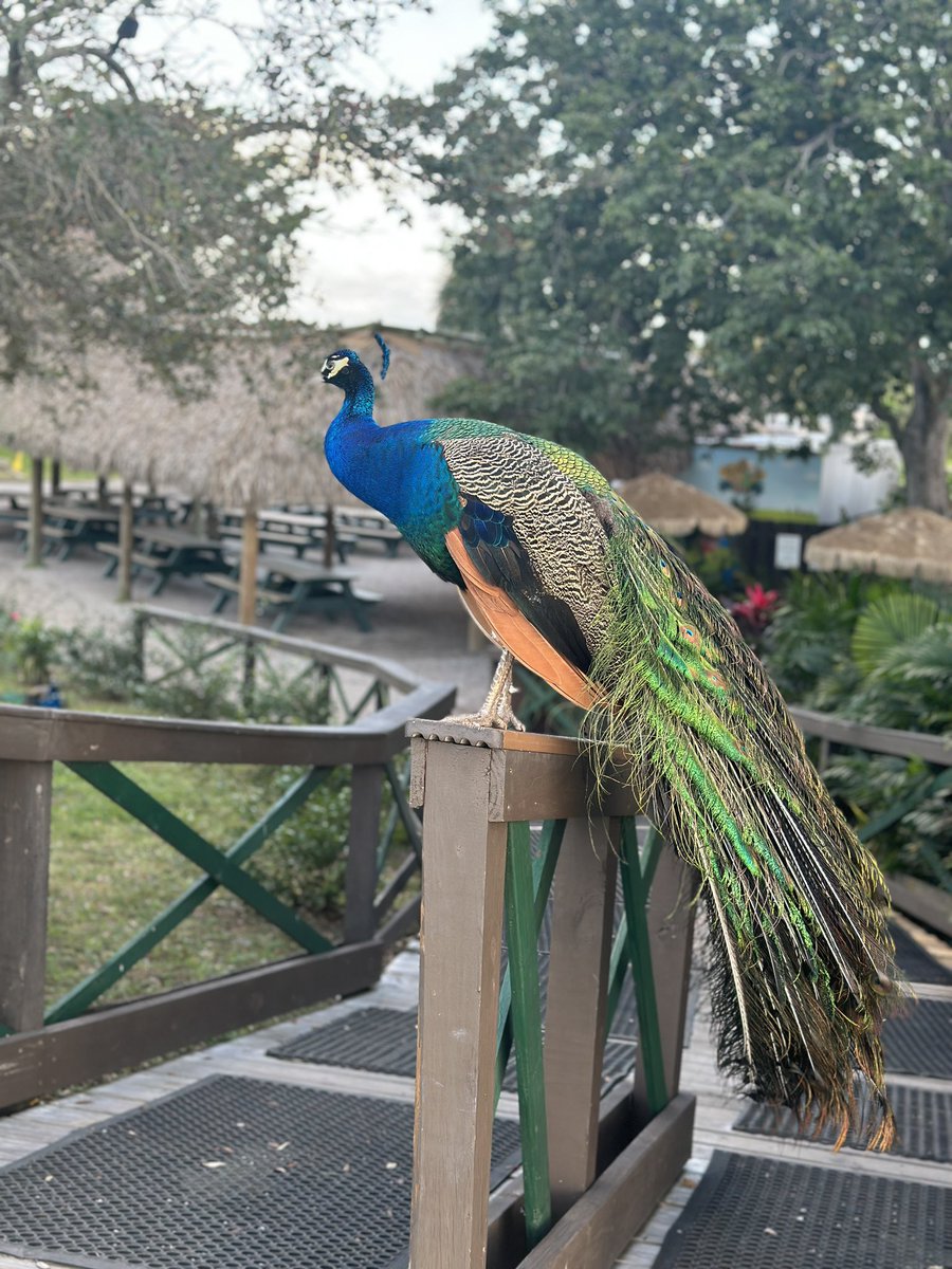Sawgrass Recreation tweet media