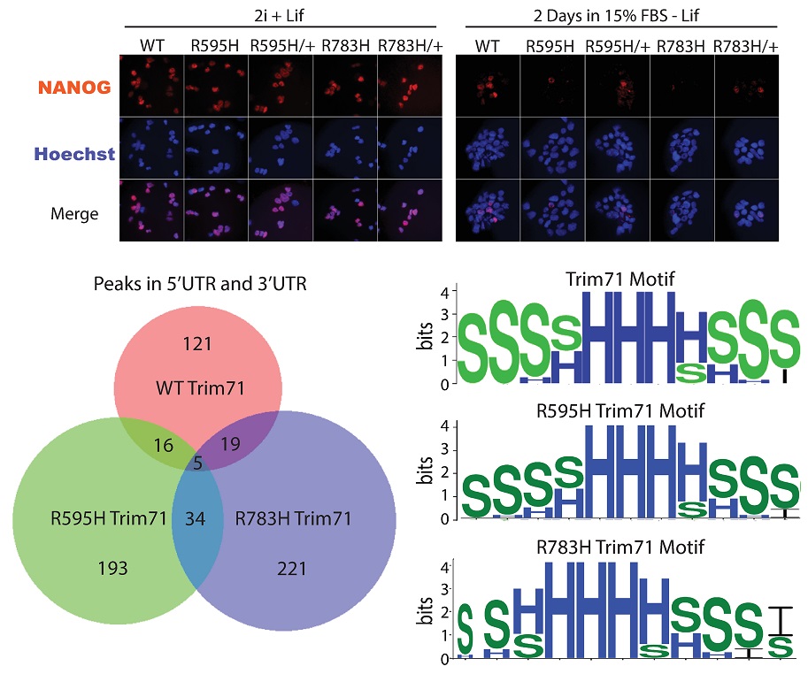 PLOSBiology's tweet photo. Two congenital #hydrocephalus (CH) mutations in Trim71 accelerate mouse #EmbryonicStemCell differentiation into neurons; the mutant Trim71s bind new & distinct mRNA targets, leading to gain-of-function effects that may contribute to etiology #PLOSBiology https://t.co/HP5zHegZEO https://t.co/Snek5NdT59