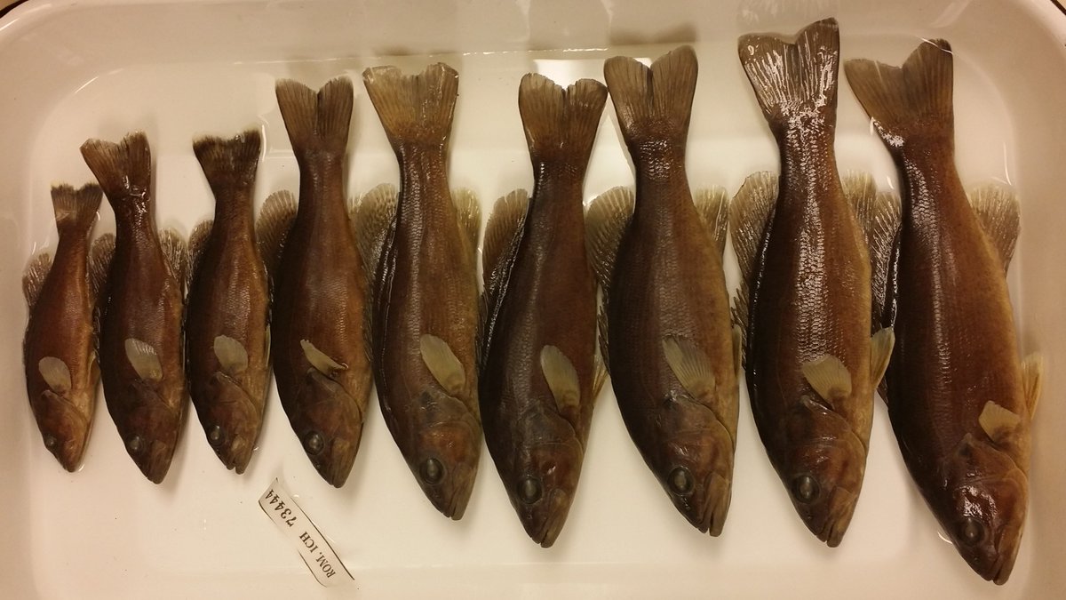 Summer NSF-REU position in Fish Ecology and Climate Change <a href="/UMSEAS/">U-M SEAS</a>: If you're an undergrad looking for research experience, join us to work w/ museum specimens and study changes in growth in freshwater fishes. Apply by Feb 27. sites.google.com/umich.edu/alof…
