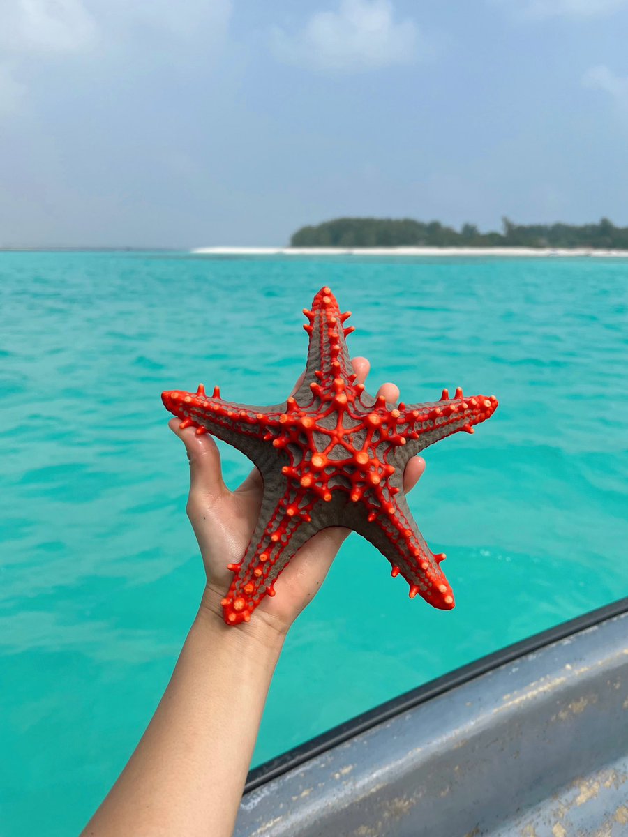 dulcem3's tweet photo. Días bonitos en Tanzania 🇹🇿🫶🏼🏝️🐠🌺✨ https://t.co/YjzgiZ3FTE