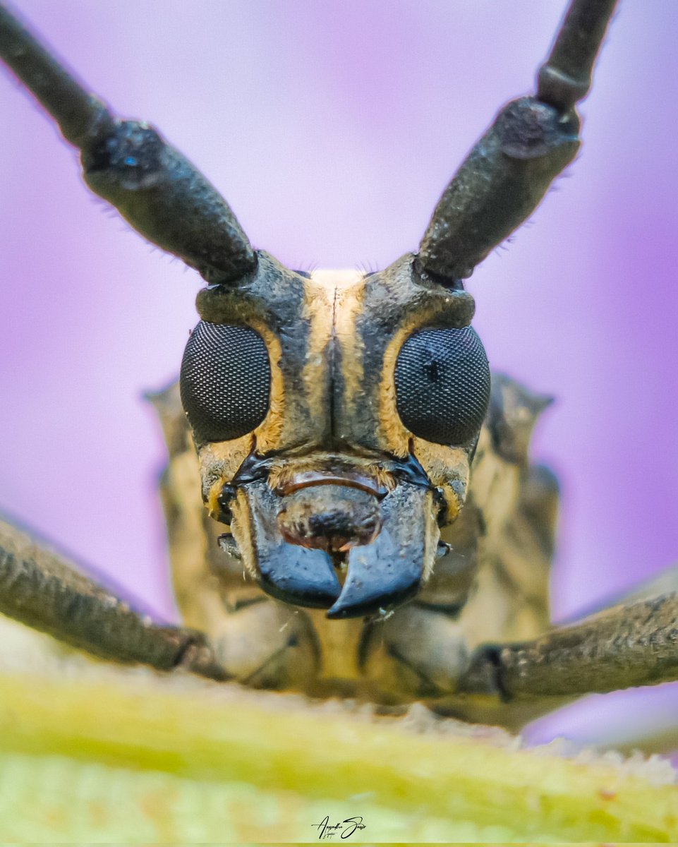 Longhorn beetle #mobilephotography 
@IqooInd #natgeoindia #Earthcapture #BBCWildlifePOTD #IndiAves #NaturePhotography #TwitterNatureCommunity #photographer #Discovery #animalplanet #throughyourlens #natgeo #photooftheday #PictureOfTheDay @NatureIn_Focus @NatGeoIndia @DiscoveryIN