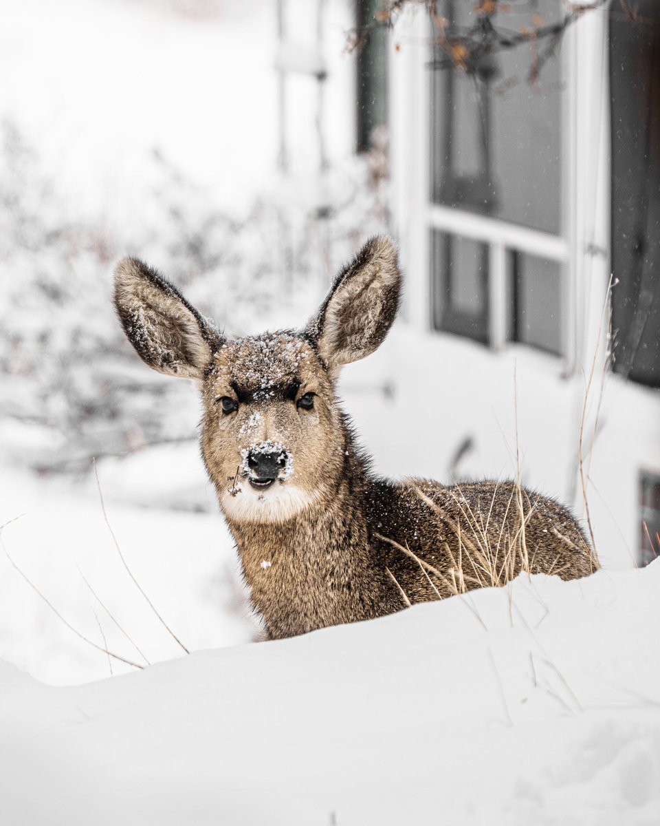 Grandpas_Place1's tweet photo. RT @unspokenvisuals: Mom, what is this thing looking at me?
-
https://t.co/nsI644ICq1
-
#deer #muledeer #muley #buck #deerhunting #muleycrazy #bigbuck #muleymadness #hunting #huntinglife #hushin #conservation #deerseason #muleybuck #antler #antlers #tin… https://t.co/yoBRrSEl0g