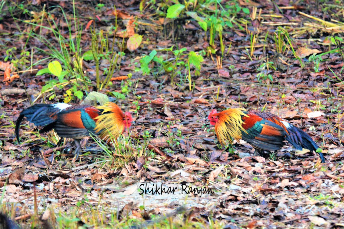 #DelightfulDisplays by this pair of Red Junglefowl #birds #birding #birdphotography #BirdsOfTwitter #TwitterNatureCommunity #IndiAves @IndiAves #colourful #junglefowl #forest