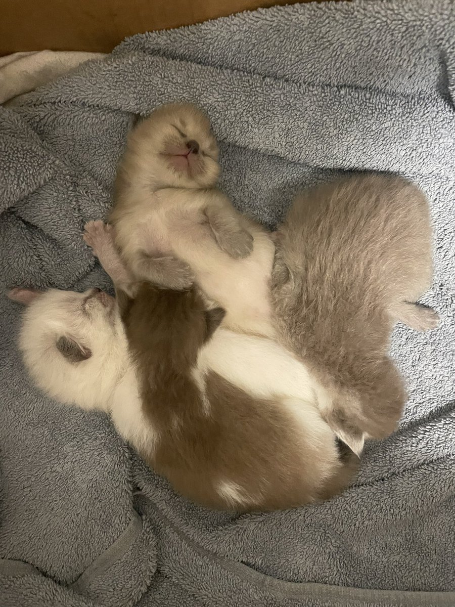 opgn3twork's tweet image. A little kitten cuteness for all of my followers today! Happy Friday! #kittens #ragdolls #fuzzballs