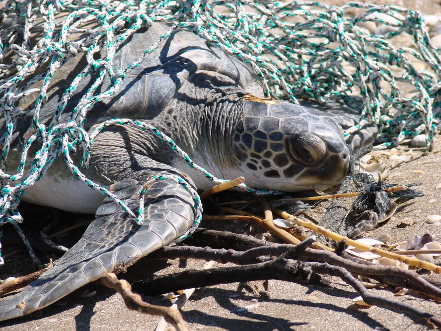 LNnaturaleza's tweet photo. Buenos Aires: un nuevo censo de basura costera confirma la alta presencia de un residuo riesgoso para la fauna marina

El plástico sigue siendo el contaminante más abundante en las playas desde San Pedro hasta Bahía Blanca

🖌️ @JoseGilMoreira 

🏖️🗑️ https://t.co/neLNQGpwa4 https://t.co/5xIVA5Lxp7