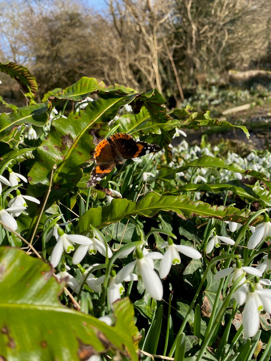 A bumblebee and a butterfly slumbering on snowdrops. What can you see in your #Cornish garden today? Please post your photos and tag <a href="/CwllGardenSoc/">Cornwall Garden Society</a> #CGS #Cornwall #InYourCornishGarden #SignsOfSpring 📸 Michele Richards
