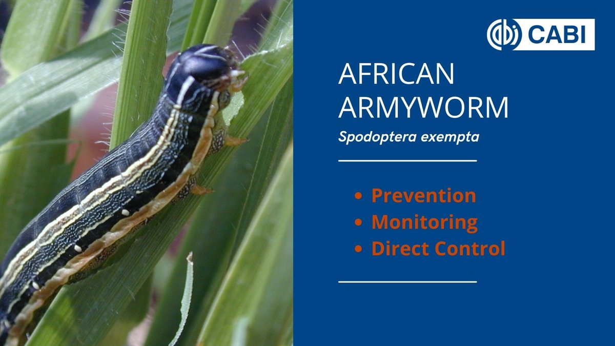 African armyworm outbreaks can devastate crops. 
Find information including distribution, identification and management on the PlantwisePlus Knowledge Bank 🐛 
ow.ly/xYV250MNSMZ