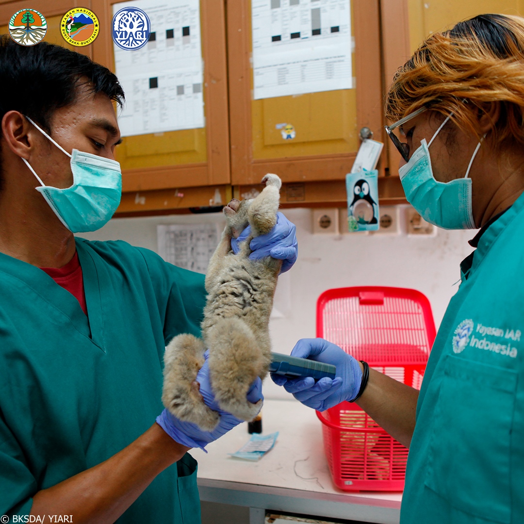 International Animal Rescue on Twitter "Fortunately this very lucky