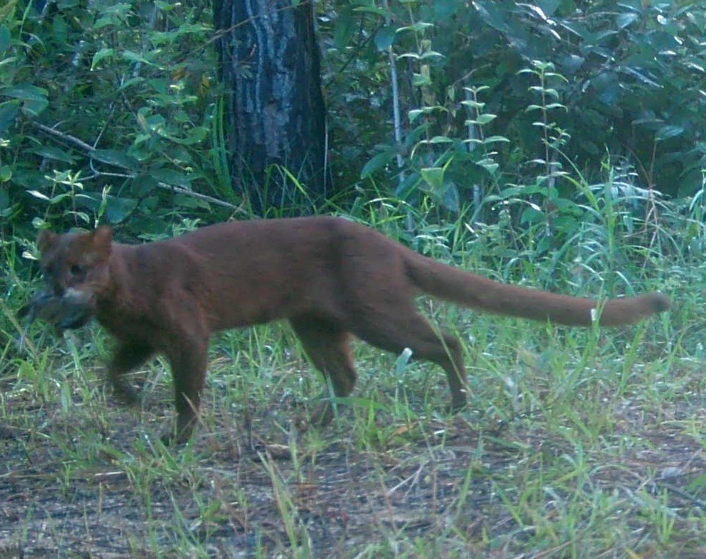 It's #FridayFelid time! Enjoy these weirdo #jaguarundi photos from <a href="/whapavt/">WHAPA Lab</a> camera traps in #Belize. Both red and gray phases. Plus, bonus bird in mouth. <a href="/vt_fishwild/">VT FISHWILD</a>
