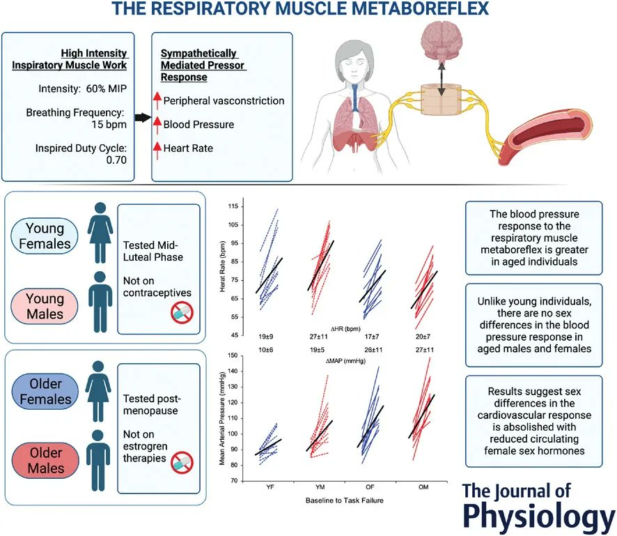 Journal of Physiology (@jphysiol) on Twitter photo What are the effects of sex and ageing on the human respiratory muscle metaboreflex? <a href="/Mick_Leahy_/">Mick Leahy</a>, <a href="/ShalayaKipp/">Shalaya Kipp</a>, <a href="/jennabenba/">Jenna Benbaruj</a>, <a href="/mskoehle/">Michael Koehle</a>, Shell (<a href="/UBCKin/">UBC School of Kinesiology</a>), <a href="/ncharkoudian/">Nisha Charkoudian</a>
(<a href="/USARIEM/">USARIEM</a>) and <a href="/FosterGlen/">Glen Foster, Ph.D.</a> (<a href="/UBC_HES/">UBC School Of Health & Exercise Sciences</a>) share their research!
📜buff.ly/3DToK72 What are the effects of sex and ageing on the human respiratory muscle metaboreflex? <a href="/Mick_Leahy_/">Mick Leahy</a>, <a href="/ShalayaKipp/">Shalaya Kipp</a>, <a href="/jennabenba/">Jenna Benbaruj</a>, <a href="/mskoehle/">Michael Koehle</a>, Shell (<a href="/UBCKin/">UBC School of Kinesiology</a>), <a href="/ncharkoudian/">Nisha Charkoudian</a>
(<a href="/USARIEM/">USARIEM</a>) and <a href="/FosterGlen/">Glen Foster, Ph.D.</a> (<a href="/UBC_HES/">UBC School Of Health & Exercise Sciences</a>) share their research!
📜buff.ly/3DToK72